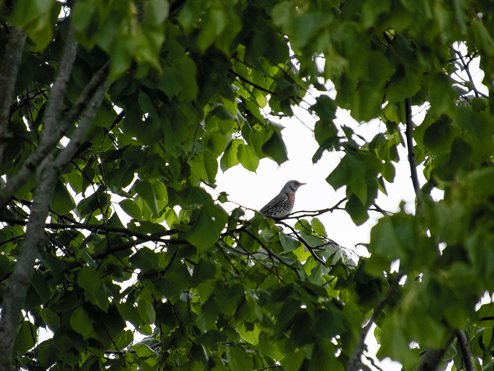 Kramsvogel